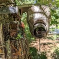 What is the difference between trail camera and outdoor security camera?